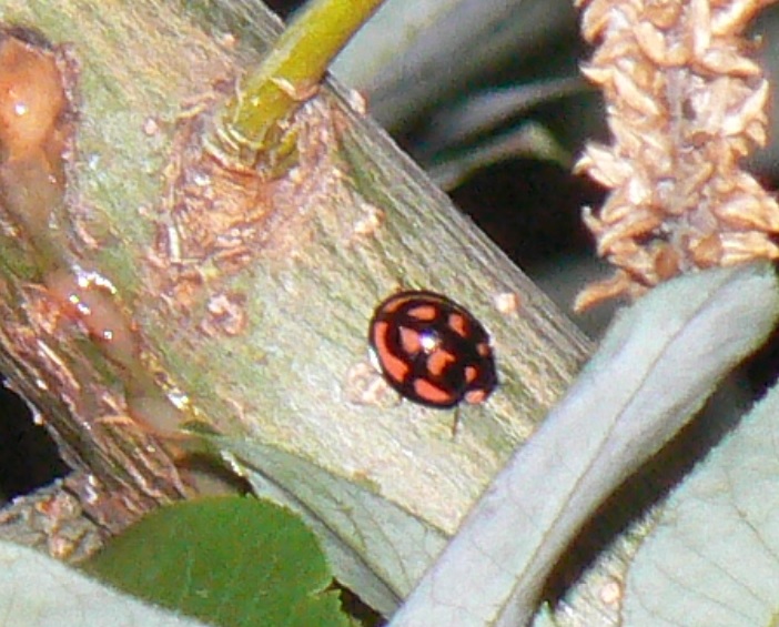 中州のヤナギ 手前のヤナギ_カメノコテントウ_2021年6月18日 19時30分頃 気温23度